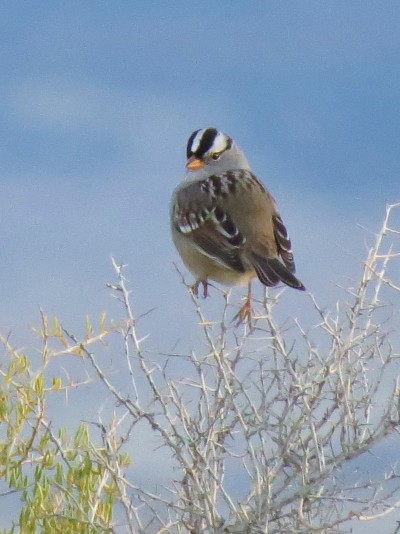 Bird Fun &amp; Photography Workshop, Jun 12-13